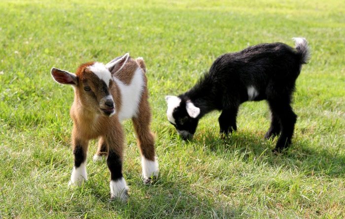 Raising Goats: What You Need to Know
