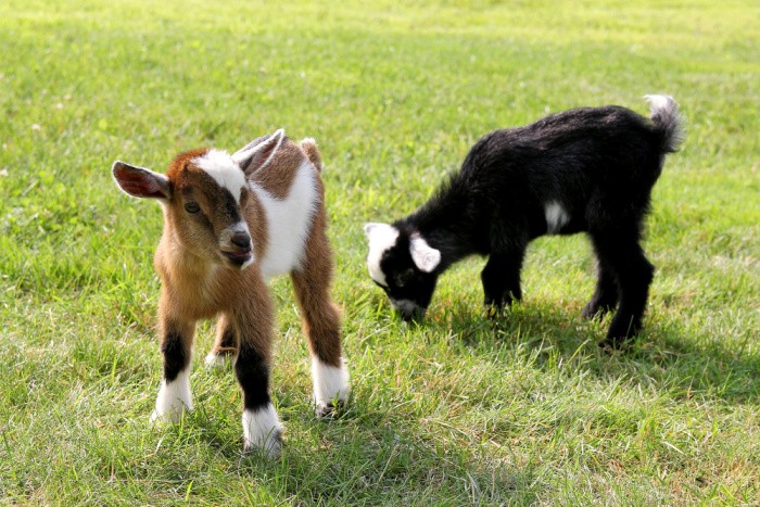 Raising Goats: What You Need to Know