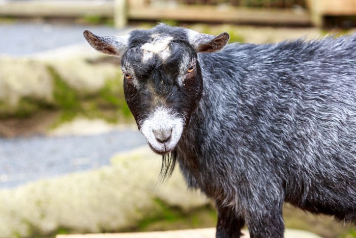 Raising Goats: What You Need to Know