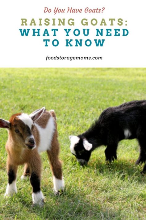 Raising Goats: What You Need to Know