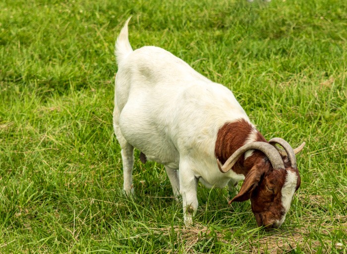 Raising Goats: What You Need to Know