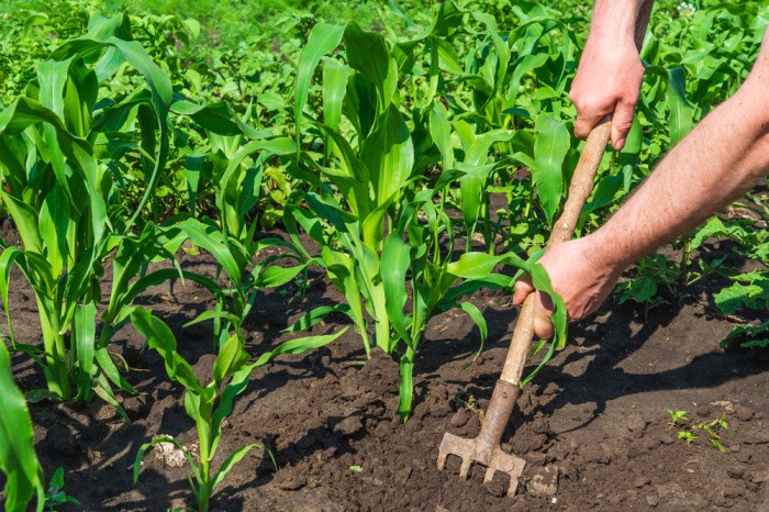 Growing Corn