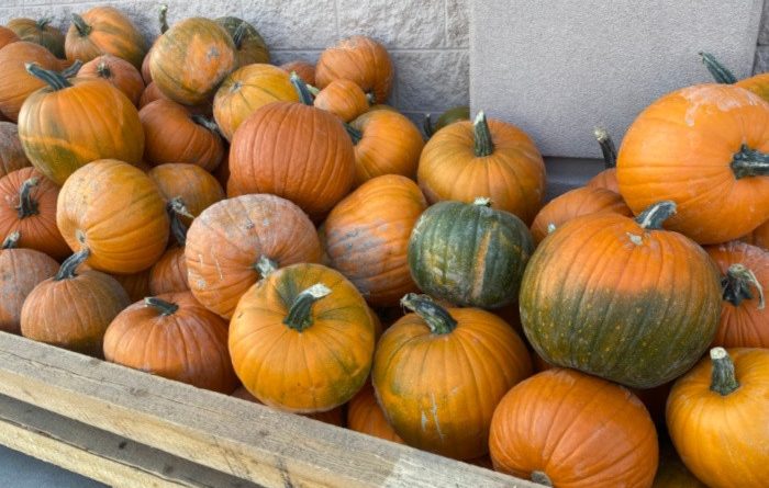 The Best Fall Bucket List