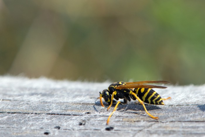 Vespula Germanica European Wasp
