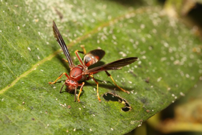 Red Paper Wasps