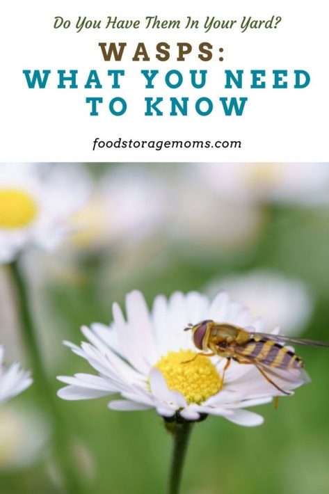 Wasps: What You Need To Know
