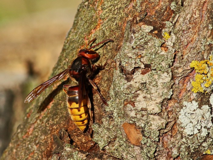 Asian Giant Hornet