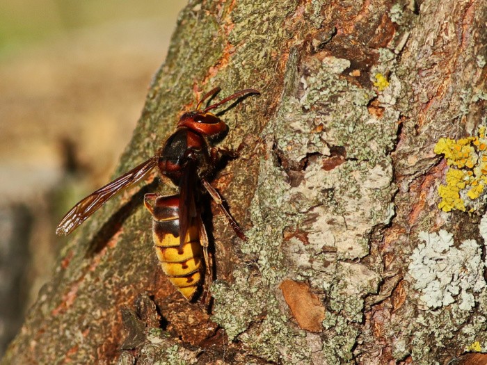 Asian Giant Hornet