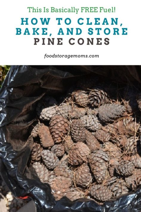 How To Clean, Bake, And Store Pine Cones