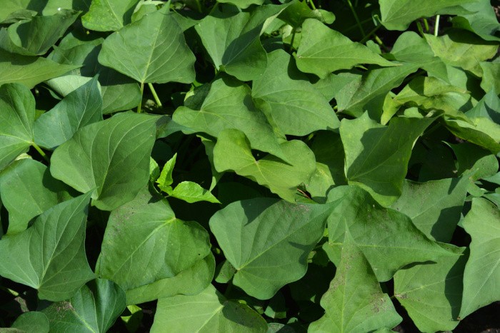 How to Grow Sweet Potatoes