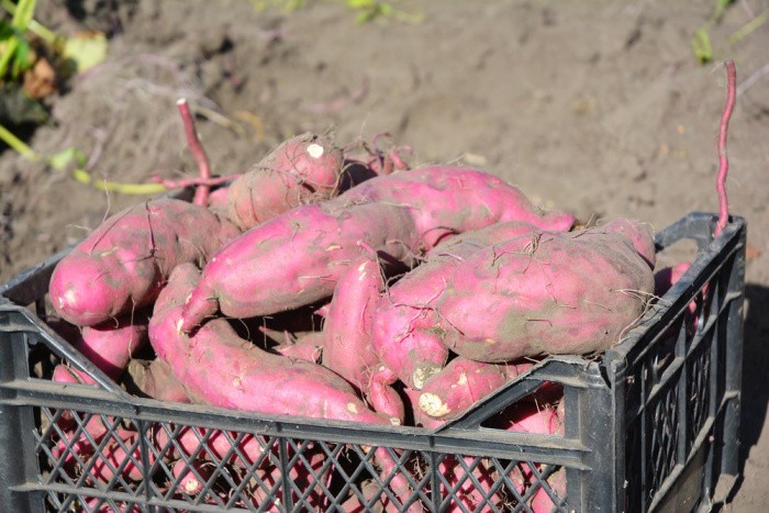 Harvesting Sweet Potatoes