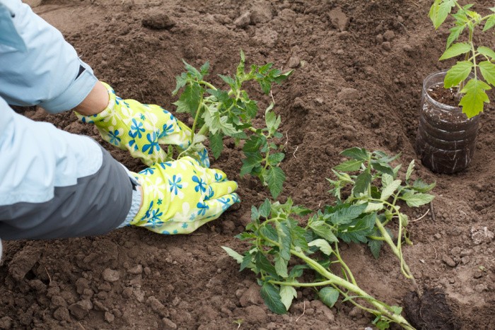 Plant The Slips