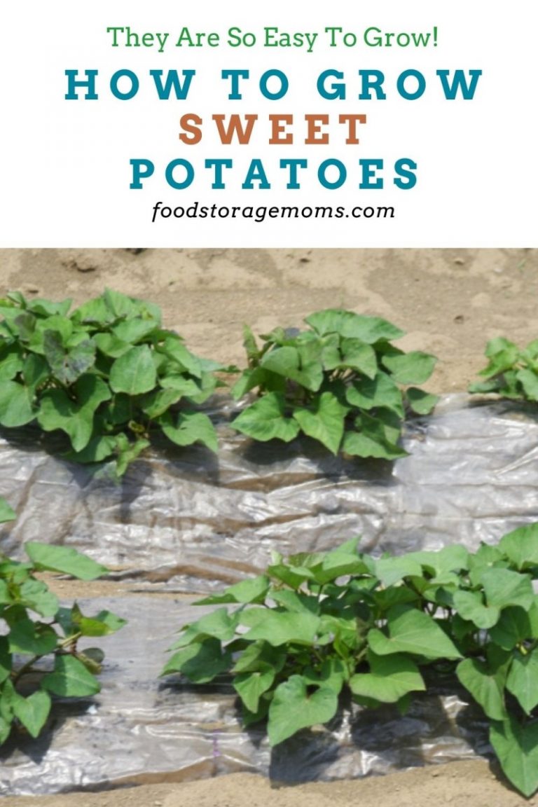 How to Grow Sweet Potatoes Food Storage Moms