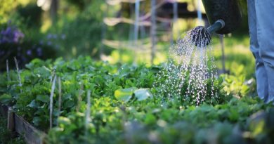 10 Watering Hacks for Your Garden 