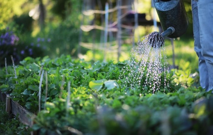 10 Watering Hacks for Your Garden 