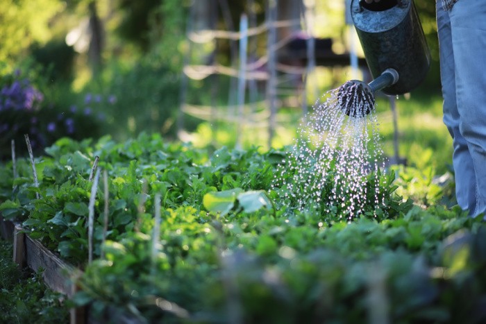 10 Watering Hacks for Your Garden 