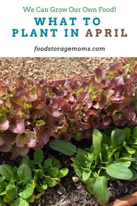 Vegetables you can Plant in April