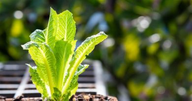Romaine Lettuce