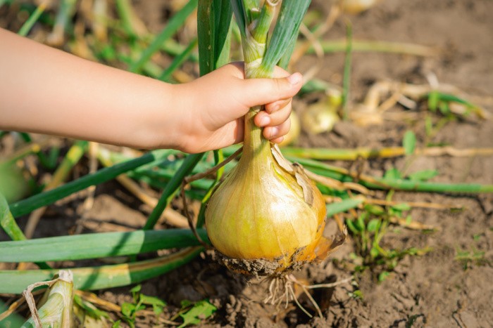 7 Crops To Grow For Food Storage