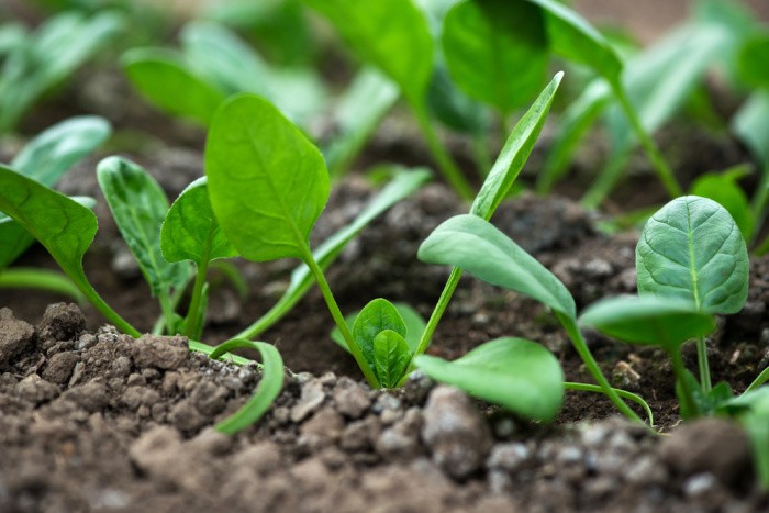 Spinach