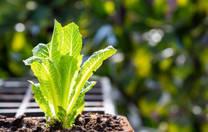 Romaine Lettuce