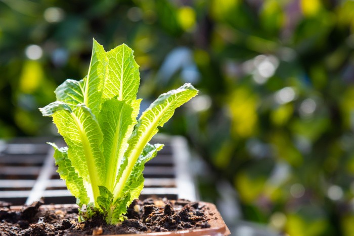 Romaine Lettuce