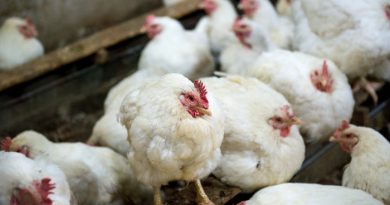 Bird Flu: Crazy Case of H5N1 Bird Flu