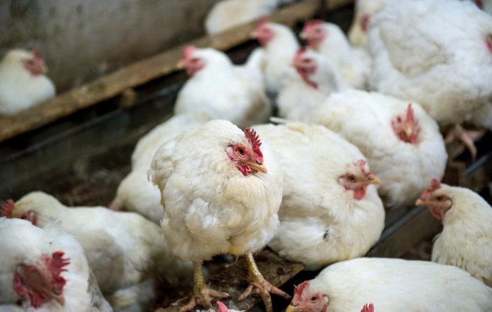Bird Flu: Crazy Case of H5N1 Bird Flu