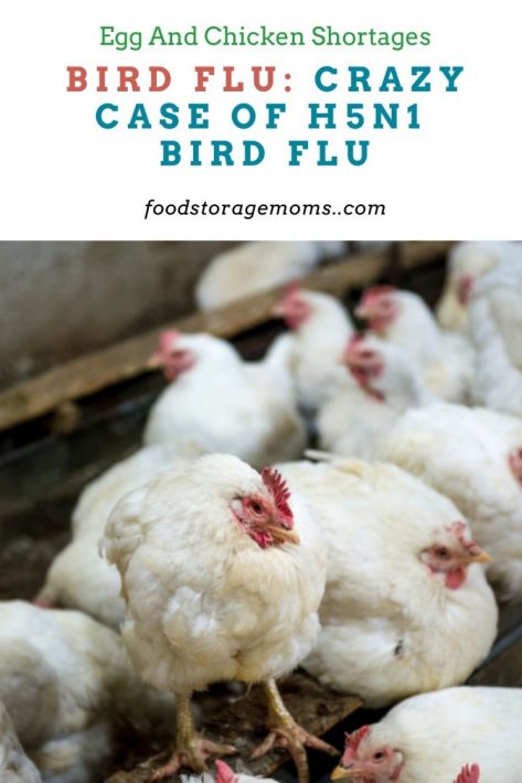 Bird Flu: Crazy Case of H5N1 Bird Flu
