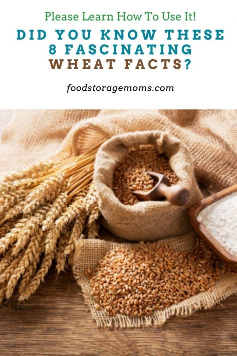 Did You Know These 8 Fascinating Wheat Facts?