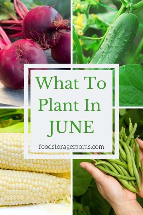 What To Plant In June