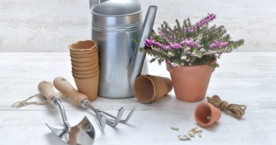 6 Eye-opening Reasons To Stock Up On Garden Seeds NOW!
