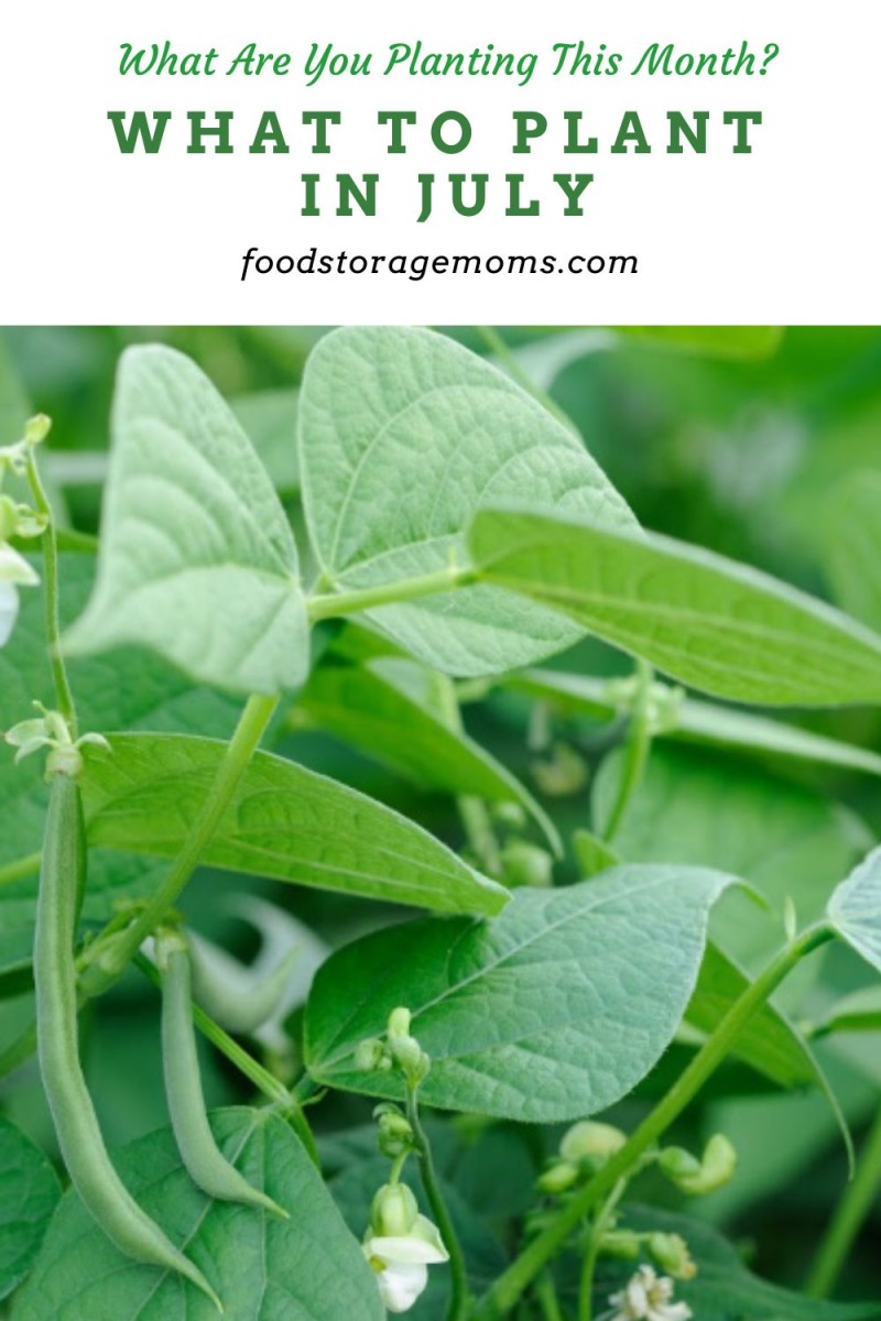 What To Plant In July Food Storage Moms