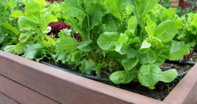 10 Great Reasons To Try Raised Bed Gardening