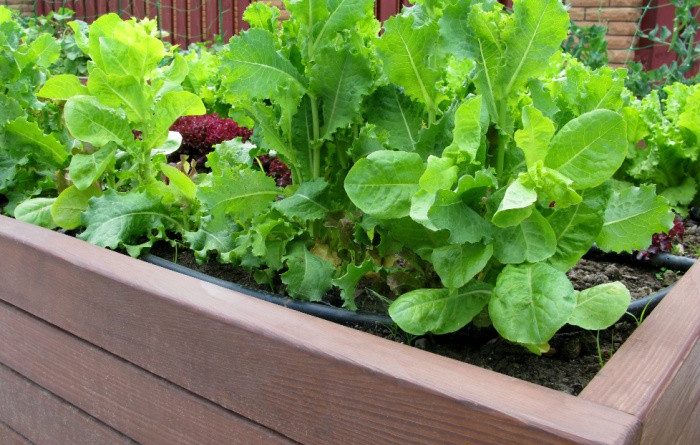 10 Great Reasons To Try Raised Bed Gardening