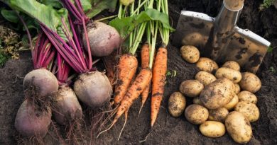 7 Steps to Growing Your Own Survival Garden