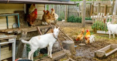 24 Essential Homestead Skills You Need to Master