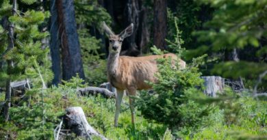 7 General Hunting Laws You Should Know