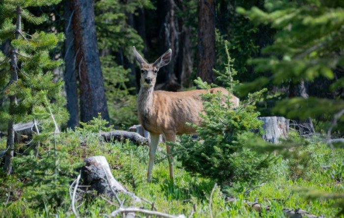 7 General Hunting Laws You Should Know