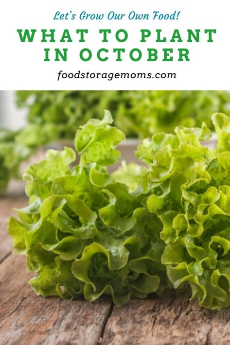 Grow Lettuce in October