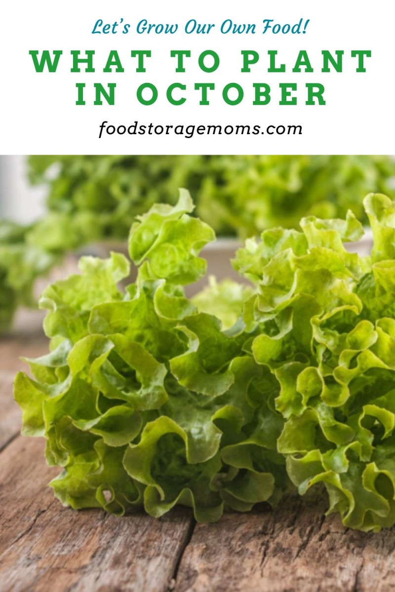 What To Plant In October Food Storage Moms