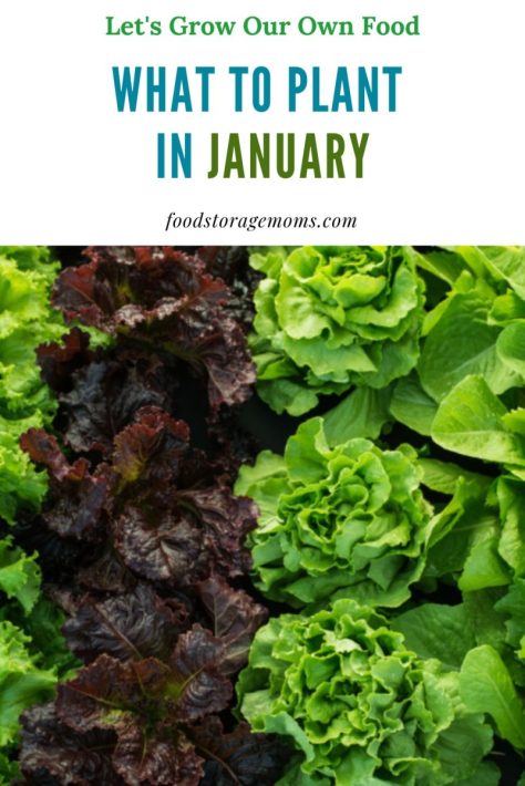 What To Plant In January