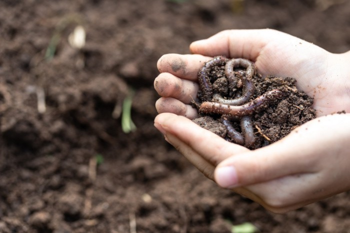 Earthworms in the Soil