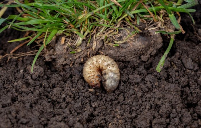 Grubs in the Lawn