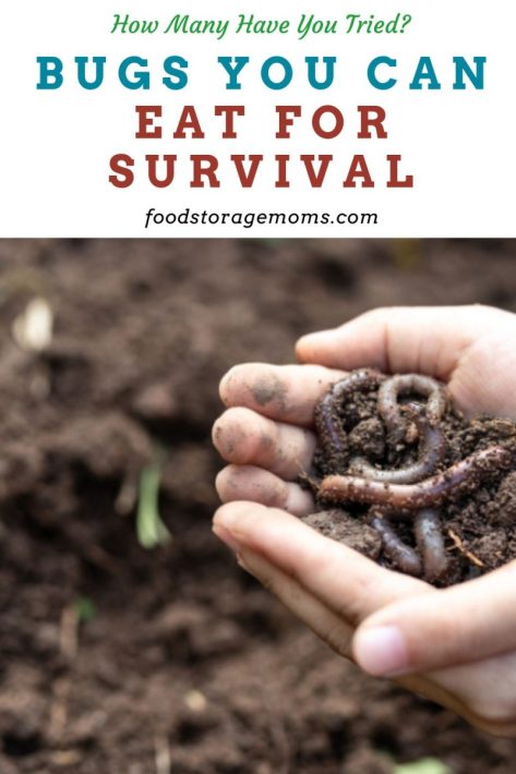 Earthworms in the Soil