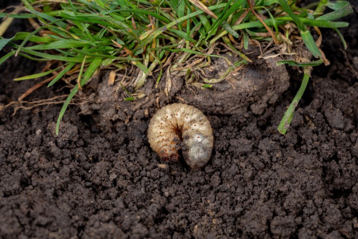 Grubs in the Lawn