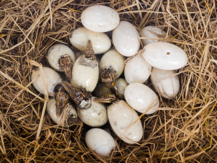 Crocodile Eggs