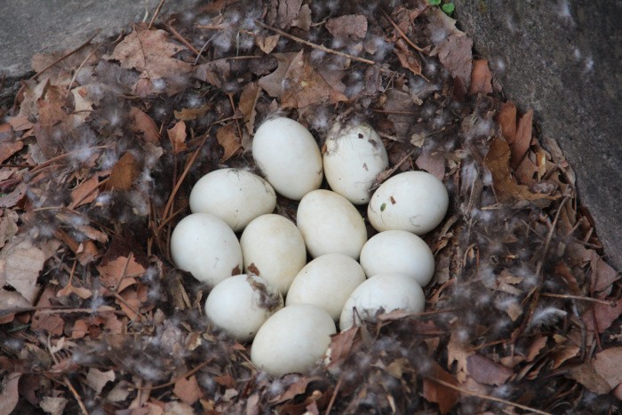 Duck Eggs