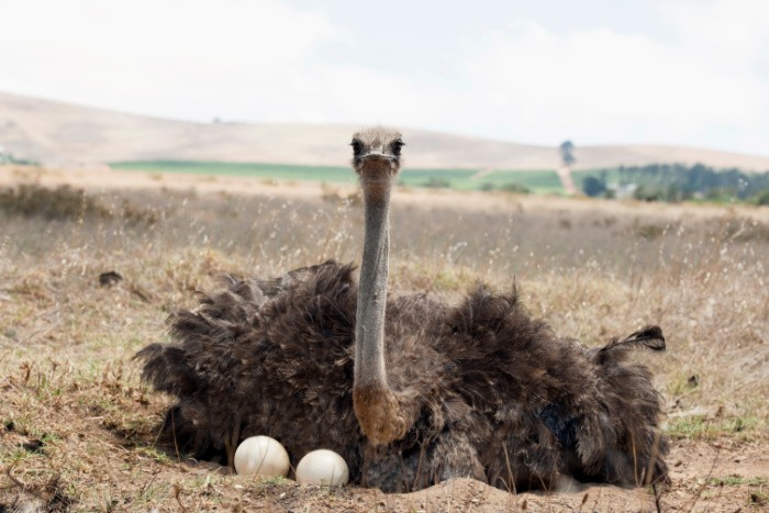 Ostrich With Eggs