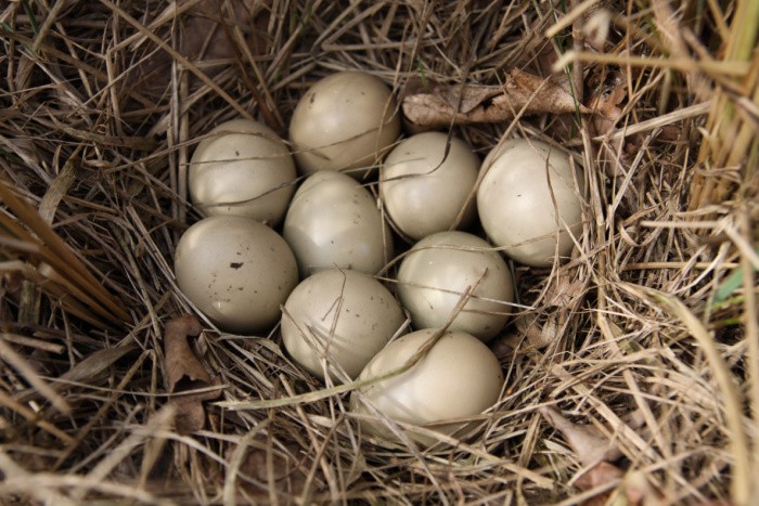 Pheasant Eggs